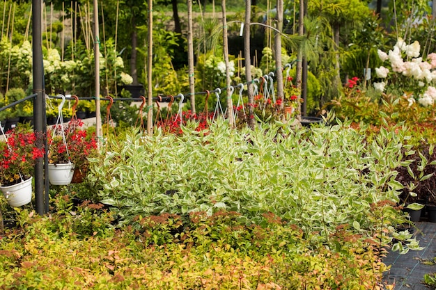 Muchas plantas decorativas diferentes en macetas se venden en el gran mercado verde Arbustos de agracejo en macetas Diversidad de flores y plantas