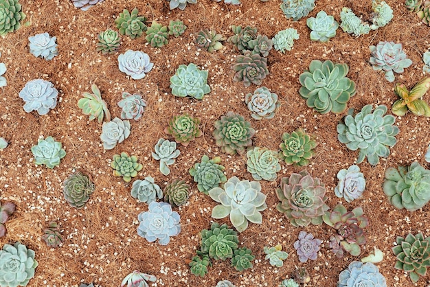 Muchas plantas suculentas de Echeveria elegans, Echeveria, Sedum, Graptopetalum (leatherpetal) en una marca floral