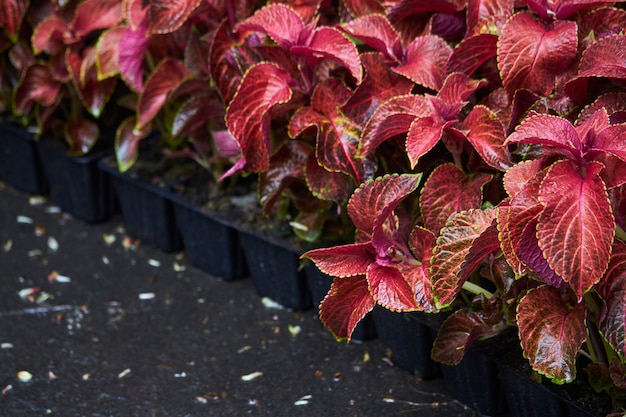 Muchas plántulas brillantes de flores en recipientes de plástico.