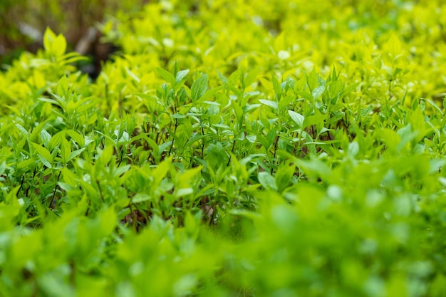 Muchas plántulas de plantas verdes tiernas y brillantes para plantar en el vivero en primavera