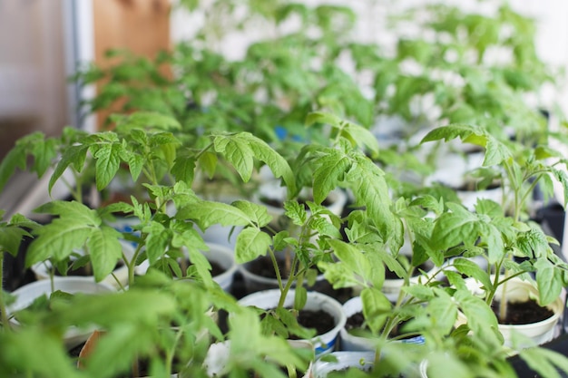 Muchas plántulas de tomate crecen en el balcón de la casa