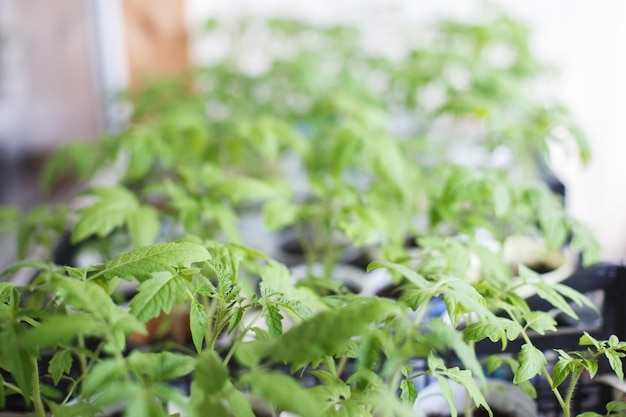 Muchas plántulas de tomate crecen en el balcón de la casa