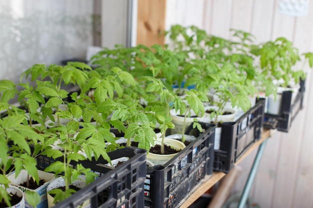 Muchas plántulas de tomate crecen en el balcón de la casa