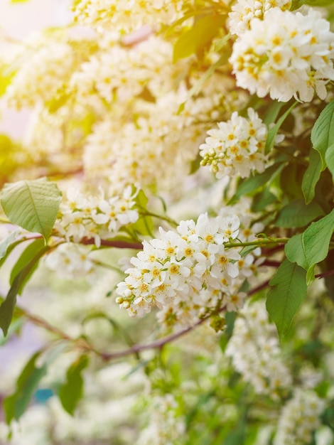 Muchas ramas de cerezo de pájaro floreciente en los rayos del sol en primavera