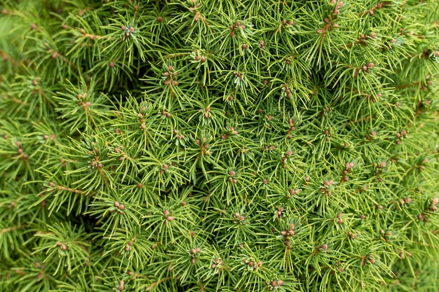 Muchas ramas de enebro de coníferas con agujas verdes