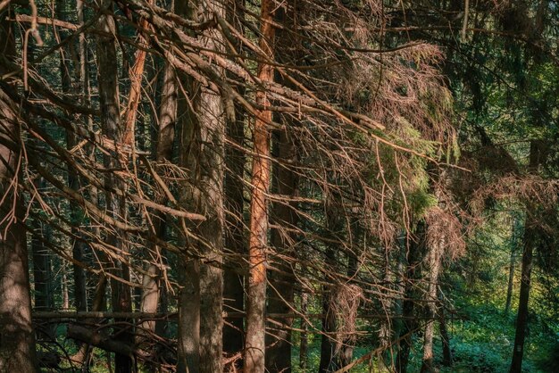 Muchas ramas secas en los troncos de los árboles en el gran bosque Sombra Enorme Perspectiva Calma Suelo gigante Raíz alta Belleza escénica nacional en la naturaleza País de las maravillas del bosque