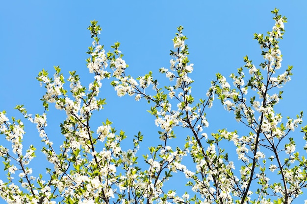 Muchas ramitas de flores de cerezo