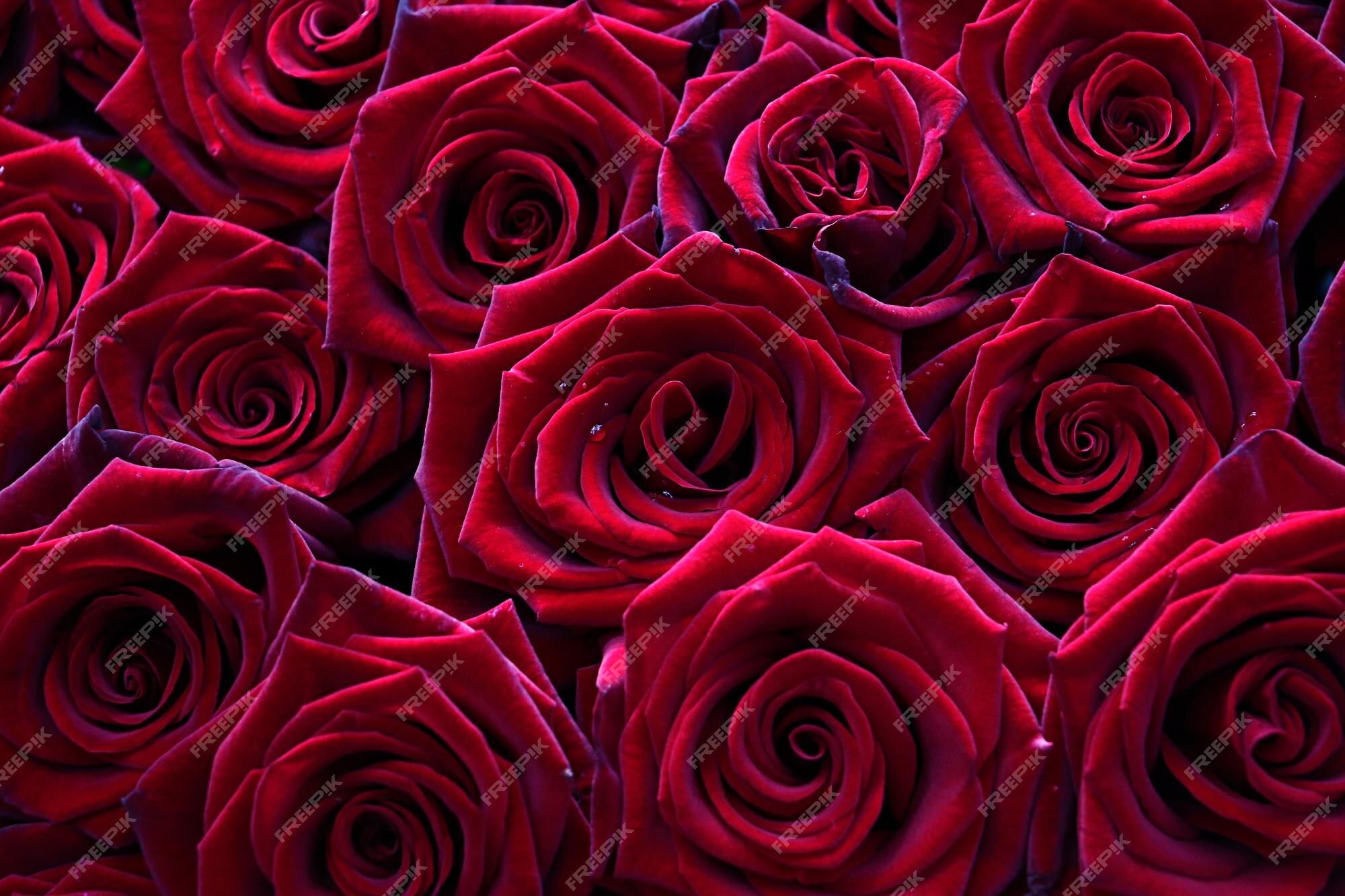 Subjetivo Preescolar Planta de semillero Muchas rosas rojas de terciopelo cierran hermoso ramo fondo floral para  diseño o texto | Foto Premium