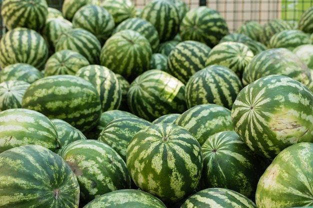 Muchas sandías maduras en el mercado.