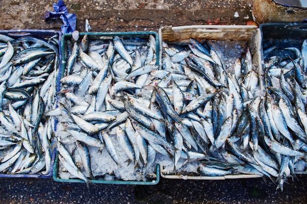 Muchas sardinas del Atlántico se venden en cajas