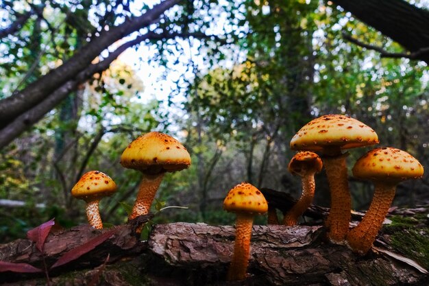 Muchas setas amarillas en un árbol viejo en otoño