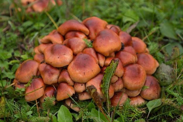 Muchas setas en el bosque de otoño con un gran plan