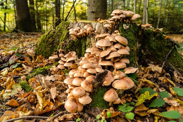 Muchas setas en un tocón en otoño