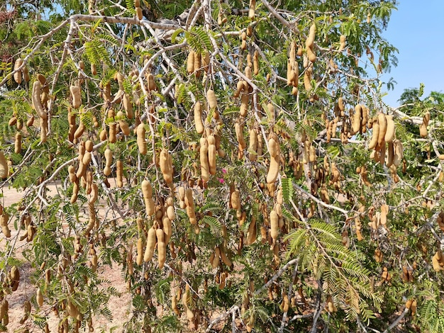 Muchas vainas de tamarindo en el árbol de tamarindo