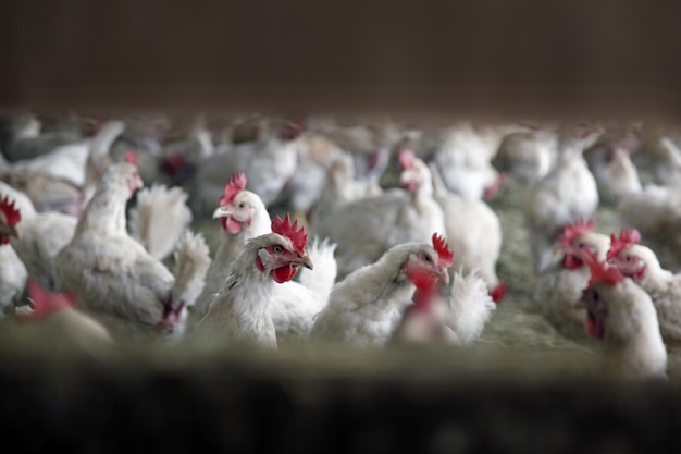 Foto mucho pollo blanco dentro del edificio de la granja