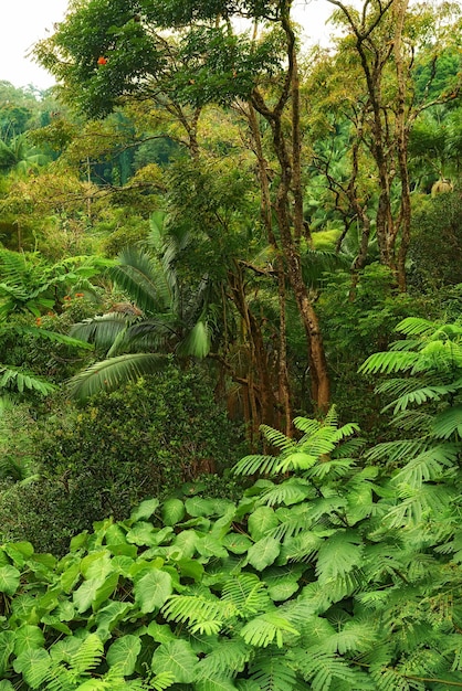 Muchos árboles y arbustos en un exuberante bosque verde en Hawái, EE. UU. Bosques mágicos con belleza en la naturaleza hermosos y misteriosos y tranquilos al aire libre Mañana tranquila en una relajante selva tropical zen