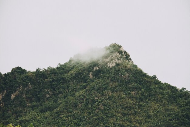 Muchos árboles en la montaña con nubes