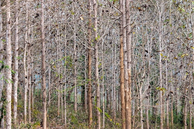 Muchos arboles de tronco recto