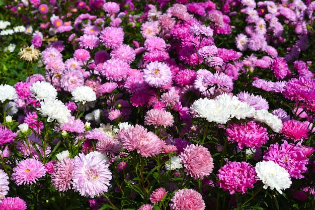 Muchos ásteres morados y rosas que crecen en un macizo de flores en otoño