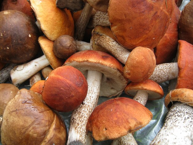 Muchos boletus naranja-cap, yacen en un montón. Cortar los champiñones.