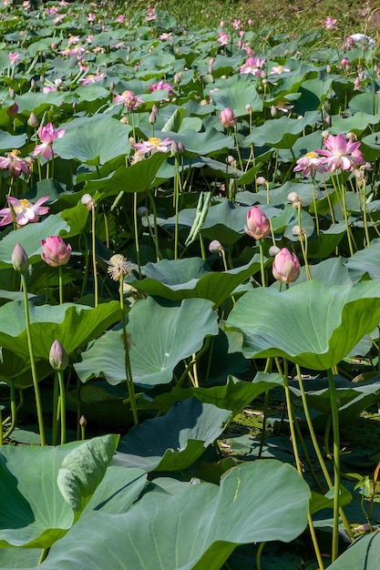 Foto muchos brotes de loto rosado con hojas grandes