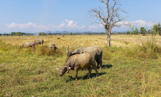 Muchos búfalos tailandeses están comiendo hierba en campos de hierba