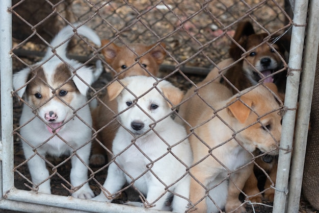 Muchos cachorros en una jaula