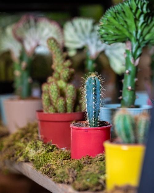 Muchos cactus pequeños en macetas de diferentes colores.