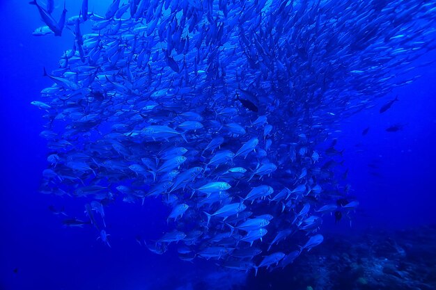 muchos Caranx bajo el agua / bandada de peces grandes, mundo submarino, sistema ecológico oceánico