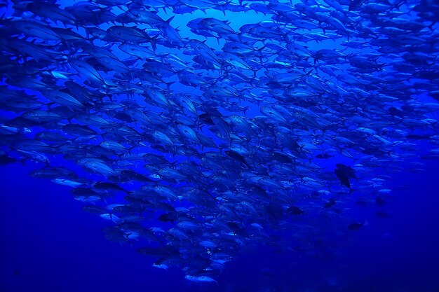 muchos Caranx bajo el agua / gran bandada de peces, mundo submarino, sistema ecológico oceánico