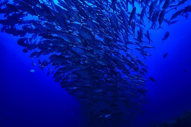 muchos Caranx bajo el agua / gran bandada de peces, mundo submarino, sistema ecológico oceánico