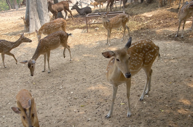 Foto muchos ciervos sambar