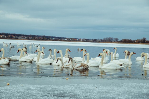 Muchos cisnes en el lago en día de invierno