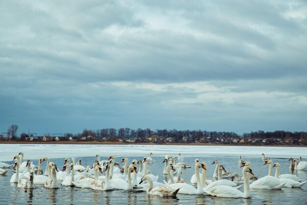 Muchos cisnes en el lago en día de invierno