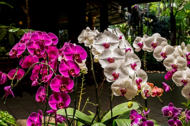 Muchos colores y tipo de flor de orquídea