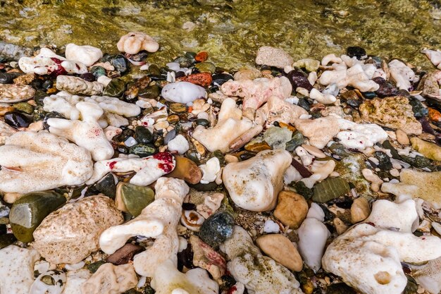 muchos corales y piedras en la playa del mar Rojo