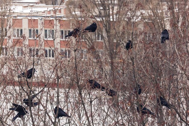 Muchos cuervos están sentados en un árbol desnudo.