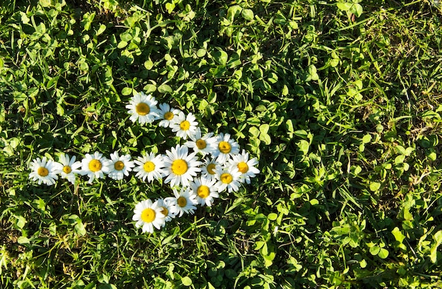 Muchos Daisy dispuestos en forma de flecha que indica la dirección en un prado verde