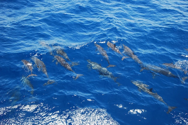 Muchos delfines pequeños