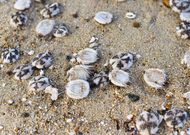 Muchos erizos de corazón muertos o Spatangoida en una playa en Vietnam