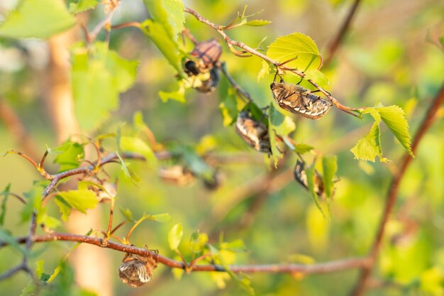 Muchos escarabajos de mayo comen hojas tiernas de abedul. Invasión de insectos