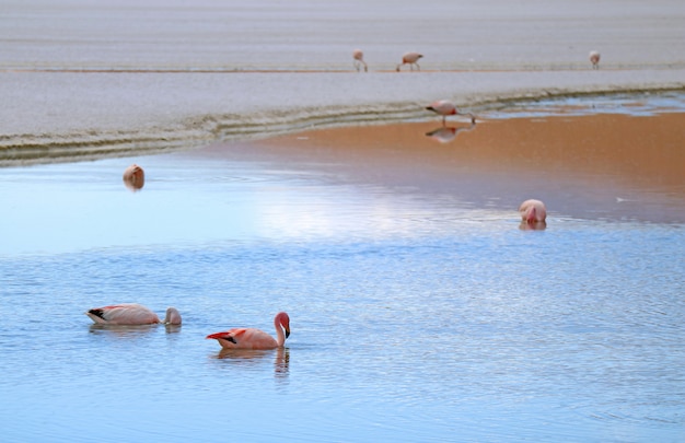 Muchos flamencos rosados se alimentan en Laguna Hedionda