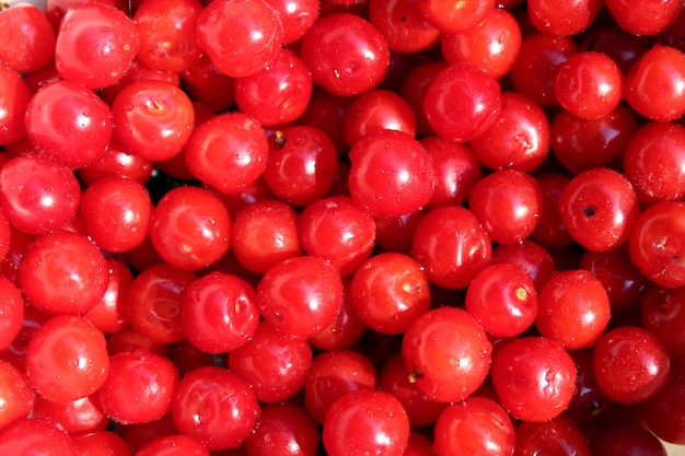 Muchos frutos de bayas rojas de Prunus tomentosa