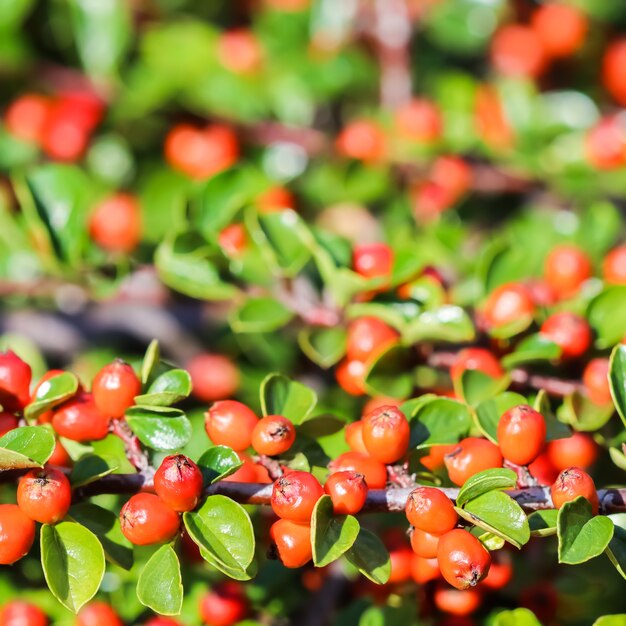 Muchos frutos rojos en las ramas de un arbusto cotoneaster horizontalis en el jardín en otoño