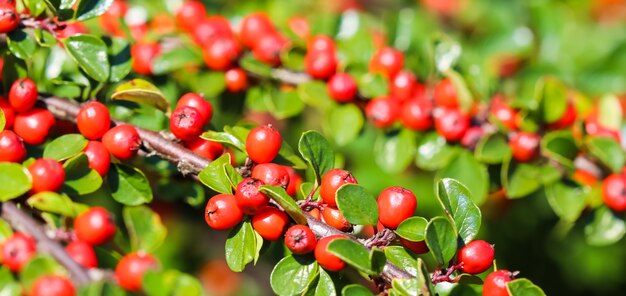 Muchos frutos rojos en las ramas de un arbusto cotoneaster horizontalis en el jardín en otoño