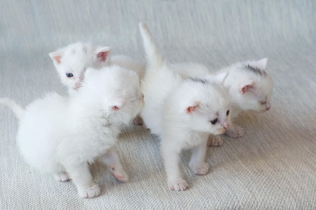 Muchos gatitos Angorka turcos pequeños, juguetones, blancos y esponjosos