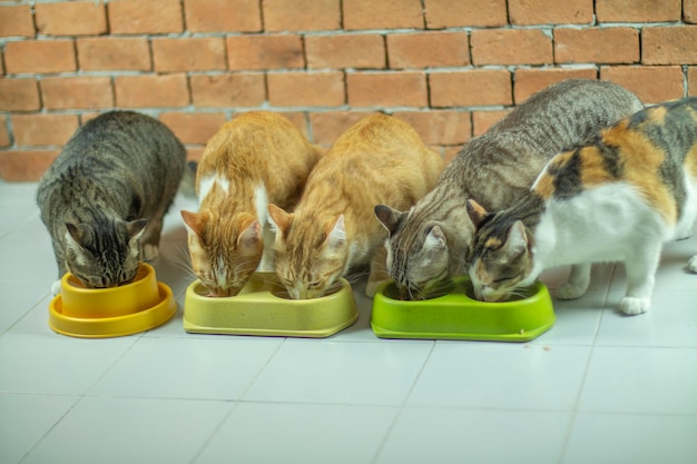 Foto muchos gatos comen su comida por la mañana.