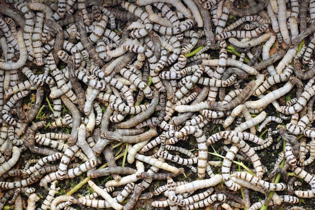 Muchos gusanos de seda textura comiendo hojas de morera