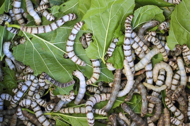 Muchos gusanos de seda textura comiendo hojas de morera