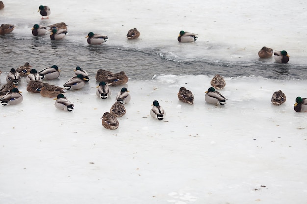 Muchos hermosos patos en el río helado en invierno